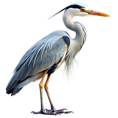 A beautiful heron on white background