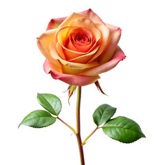 A solo long stemmed on white background