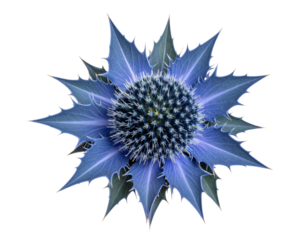 Blue Sea Holly Flower Head with Spiky Bracts, Front View, Isolated on Transparent Background.