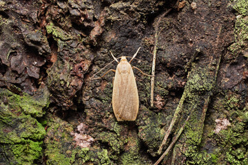 Eilema sp. – Flat top-down view of lichen moth resting on mossy bark
