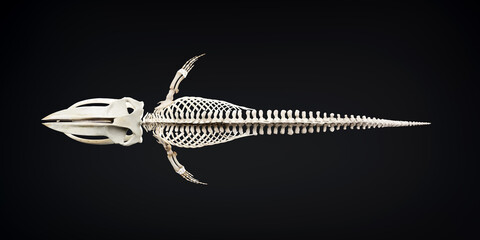 Whale skeleton anatomy isolated on black background. skeletal system of a whale. bone structure of a whale. whale anatomy education. largest mammal fossil. 3D realistic rendering