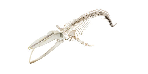Whale skeleton anatomy isolated on white background. skeletal system of a whale. bone structure of a whale. whale anatomy education. largest mammal fossil. 3D realistic rendering