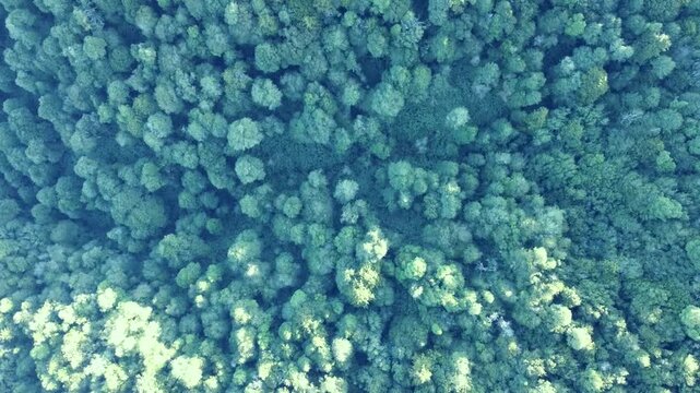 Top-down drone view of Chilean temperate rainforest near Valdivia. Dense green canopy and untouched forest textures