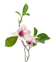 Purple magnolia flower, Magnolia felix isolated on white background, with clipping path  