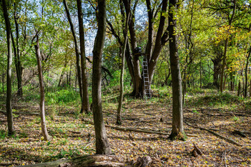 Peaceful forest landscape with trees, natural light, and lush greenery