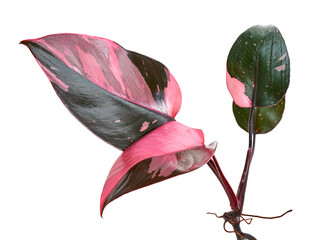 Philodendron Pink Princess plant, Philodendron Erubescens leaves, isolated on white background, with clipping path © DEWINs