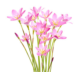 Pink rain lily flower, Pink flower blooming isolated on white background, with clipping path  