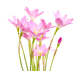 Pink rain lily flower, Pink flower blooming isolated on white background, with clipping path  