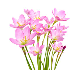 Fototapeta premium Pink rain lily flower, Pink flower blooming isolated on white background, with clipping path 