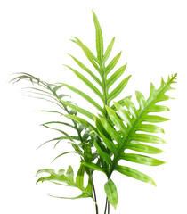 Wart fern leaf, Ornamental foliage, Fern isolated on white background, with clipping path 
