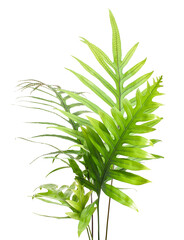 Wart fern leaf, Ornamental foliage, Fern isolated on white background, with clipping path 