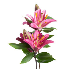 Pink lily flowers, Lilium flower isolated on white background, with clipping path   