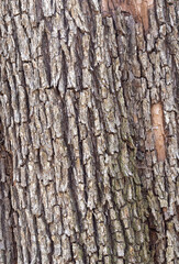 The structure of the bark of an oak tree, in the wild on a sunny spring day, close-up