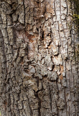 Fototapeta premium The structure of the bark of an oak tree, in the wild on a sunny spring day, close-up
