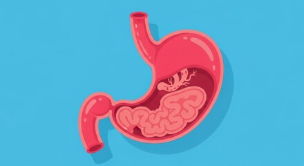 Obraz premium Simplified illustration of human stomach and intestines, showing internal organs.