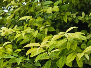 Fototapeta premium green leaves of a plant