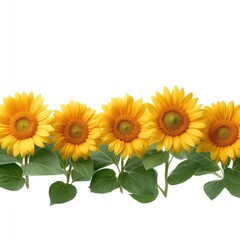 Obraz premium Vibrant Sunflower Lineup Showcasing Natural Beauty and Bright Colors for Creative Projects and Designs