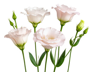 Obraz premium Botanical Trio of Pink Eustoma Flowers at Different Bloom Stages, Transparent PNG.