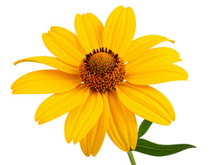 Obraz premium Side View of Blooming Helenium Flower on Green Stem with Leaves, Transparent Background.
