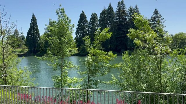 Pan, Beautiful summer day, Siuslaw River Walk, Eugene OR, iphone16pro, 4K, 2160x3840, May 2025