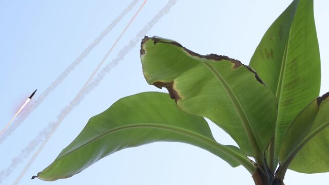 missile launches from the ground against a palm