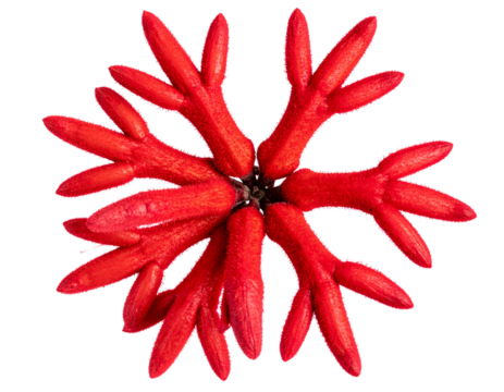 Top View of Red Kangaroo Paw Flower with Curved Tubular Petals, Transparent PNG.