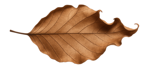 Withered beech leaf with a network of fine cracks and curled lobes