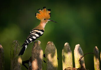 Eurasian hoopoe bird in early morning light ( Upupa epops )