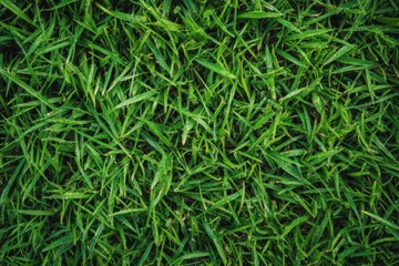Grass Blades Shines After Rain, Wet Lawn Texture In Green And Serene Theme