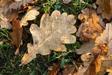 Colorful autumn leaves with raindrops scattered on grass in the early morning light showcasing...