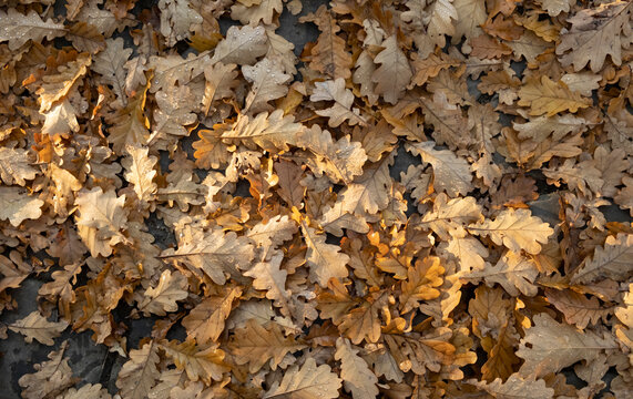 Colorful autumn leaves blanket the ground in a serene forest setting during late afternoon sunlight
