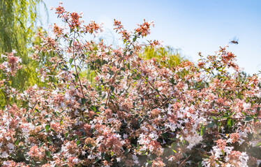 Beautiful blooming flowers in a sunny garden attracting bees during the spring season