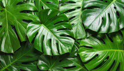 Fototapeta premium Lush green monstera leaves