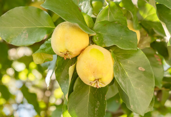 Bright yellow quinces hanging on green leaves in a sunny orchard during late summer