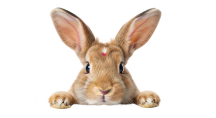 Cute Brown Bunny Rabbit Closeup