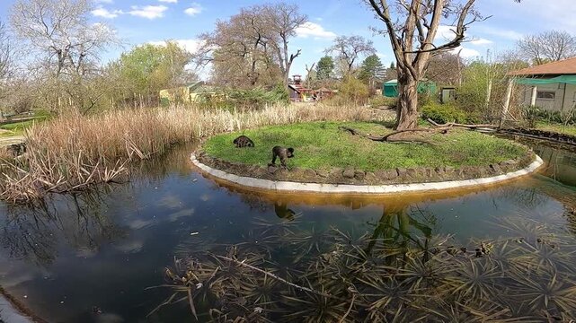 two monkeys on a small island in the middle of a pond