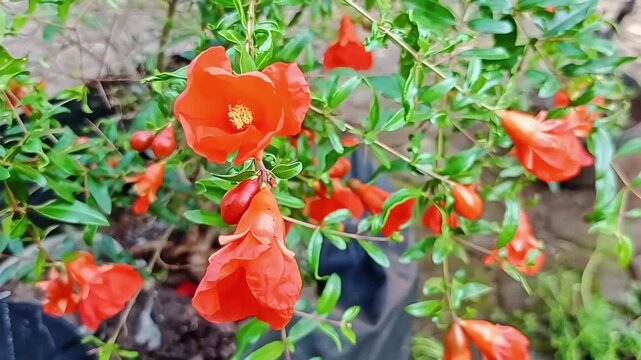 Bunga Delima berasal dari wilayah Asia Tengah, seperti Iran dan Afghanistan, namun kini dibudidayakan secara luas di berbagai belahan dunia, termasuk Indonesia. 