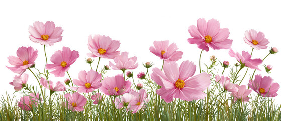 Fototapeta premium Pink cosmos flowers in bloom isolated on transparent background