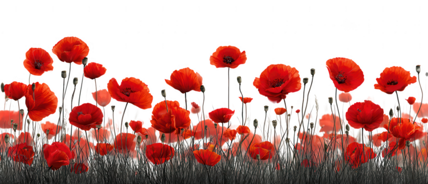 A field of vibrant red poppies isolated on transparent background