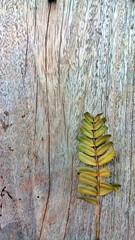 Texture Wood and dried tamarind leaves at the bottom