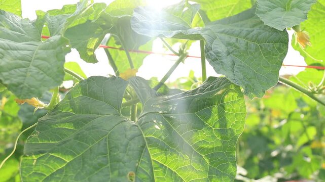water gourd or vegetable gourd plant, young plants, winter melon garden, wax gourd farm nature, marrow organic in the plantation, ash gourd farming, home gardening tropical of asian