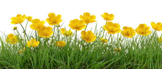 Yellow buttercups bloom in green grass isolated on transparent background