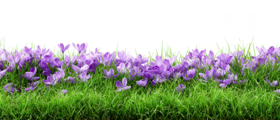 Purple crocus flowers bloom in green grass isolated on transparent background