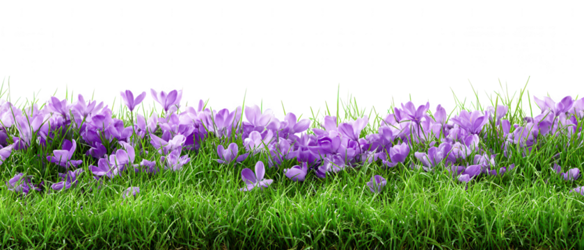 Purple crocus flowers bloom in green grass isolated on transparent background