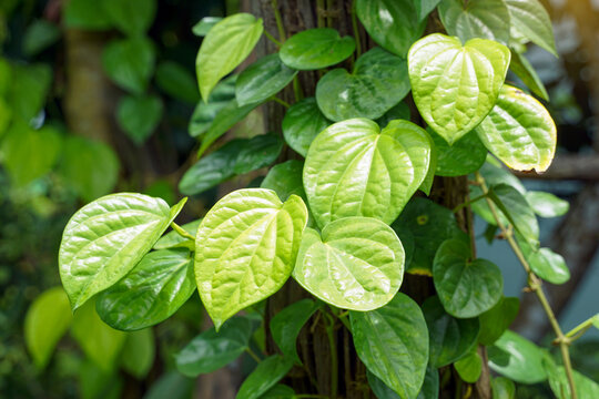 Bettle Piper is a hardy climbing vine. The leaves are monocotyledon, alternately, heart-shaped, with a pointed tip. The leaf texture is quite fresh. It has a specific aroma, spicy taste.