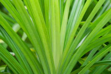 Close-up of pandan leaves, long, dark, shiny leaves with smooth edges, fragrant with the essential oil Fragrant Screw Pine. The green color of the leaves can be used to color desserts.
