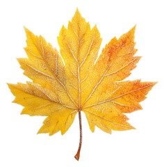 Yellow frozen autumn maple leaf isolated on transparent background