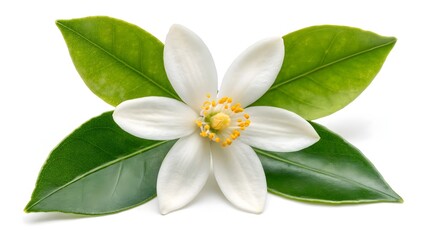 White citrus blossom with green leaves on white background, symbolizing purity, fragrance, and natural botanical elegance