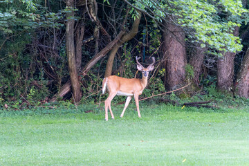 white tailed deer in the woods of Pennsylvania
