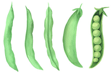 Watercolor fall vegetable green peas isolated illustration. Autumn hand painted organic vegan harvest ingredient clipart perfect for vegetarian design project